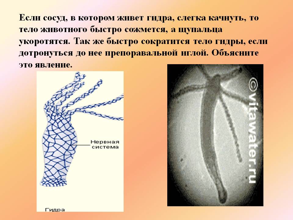 Омг омг ссылка на сайт